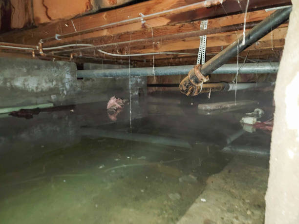 Best Water damage restoration insurance claims  in West Glendive, MT